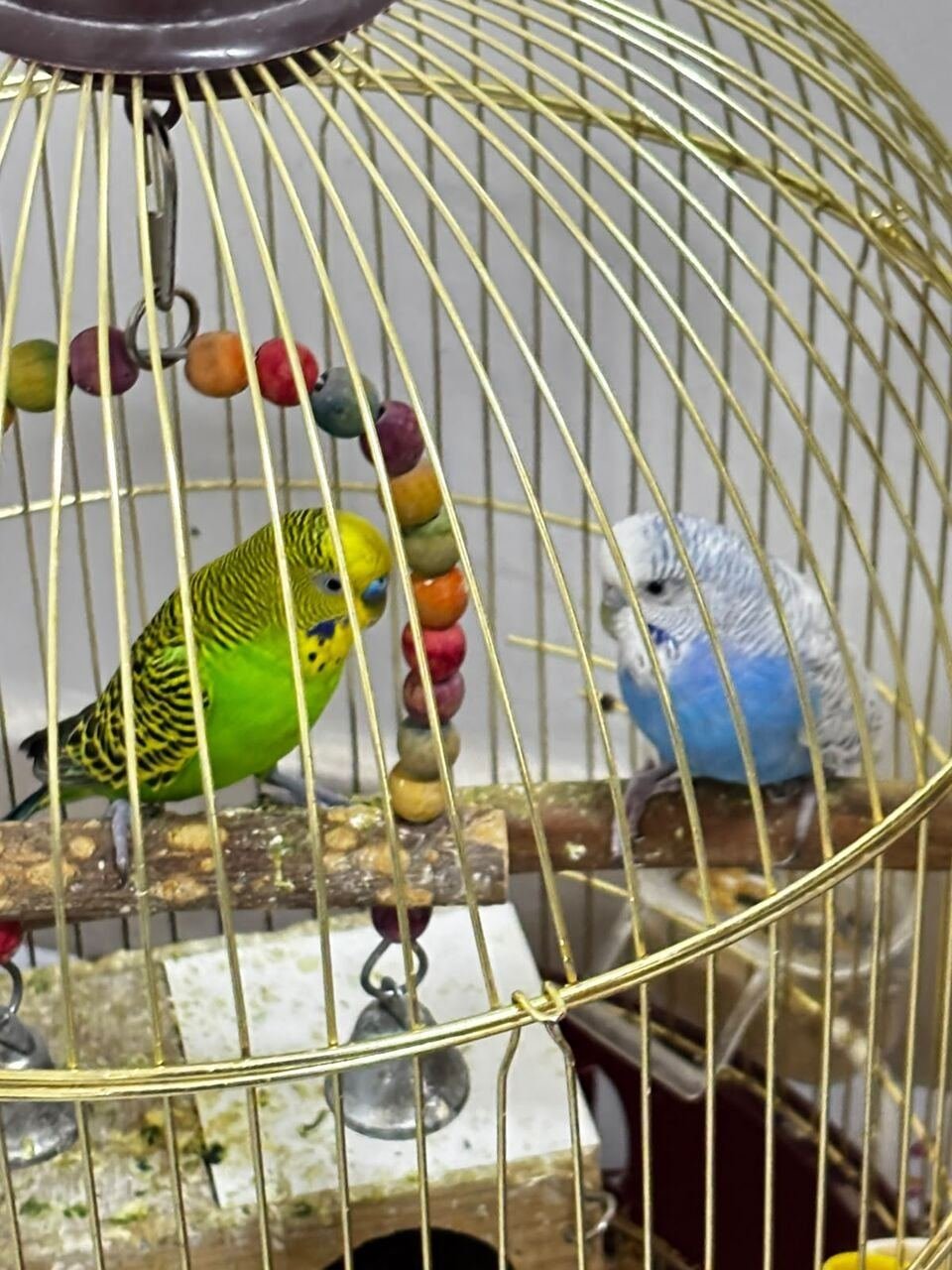 SAR 200, Cocktail And Bajjies Parrots Along With The Cage
