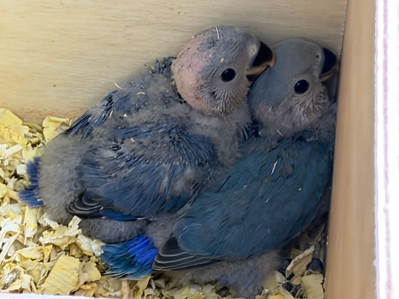 SAR 150, Blue Rosy Face Lovebird Chicks For Sale