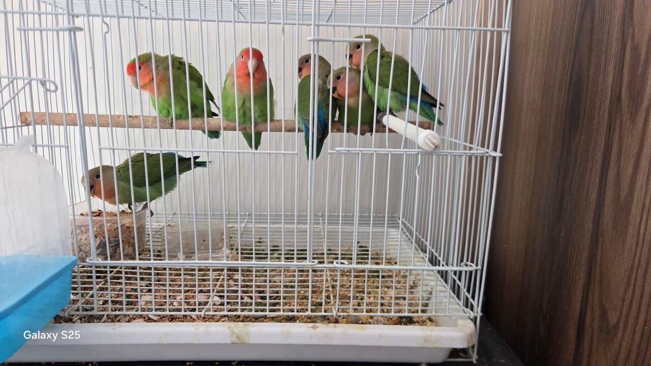 SAR 800, Lovebird Breeding Pair + 4 Young Bird + Small Cage