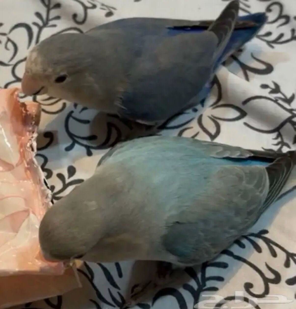 SAR 700, LOVE BIRDS FOR SALE