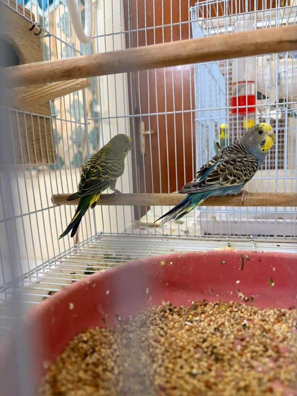 SAR 200, Birds For Sell 1 Pair Couple