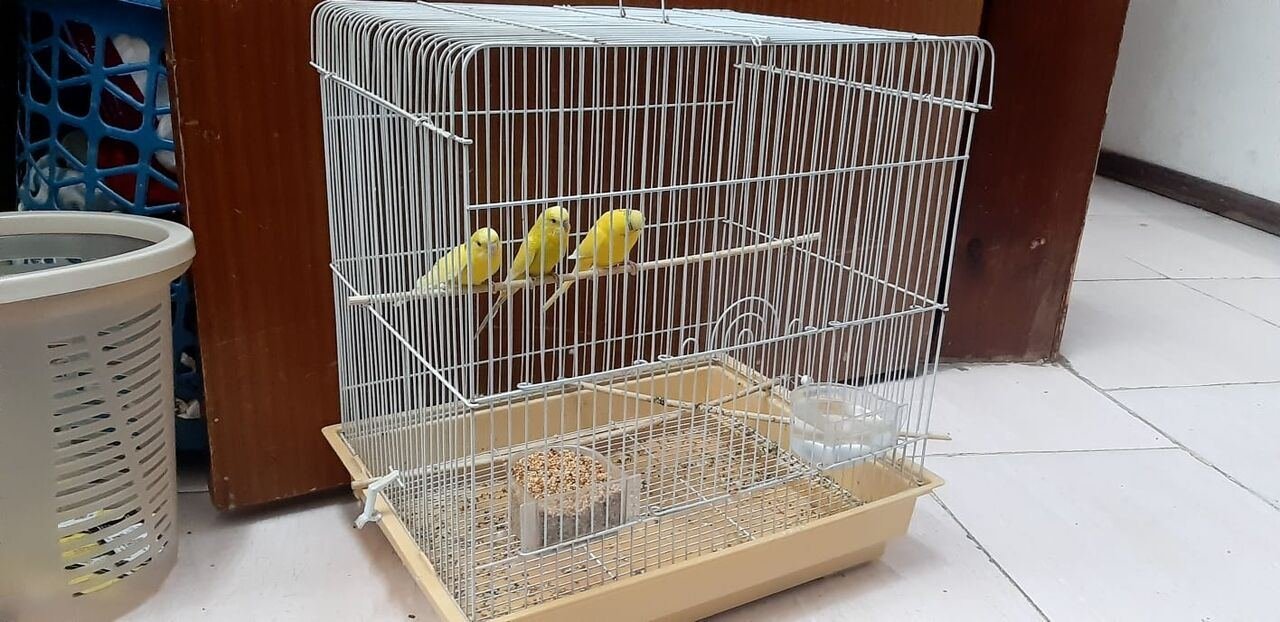 SAR 250, 3 Budgies With Big Cage , Accessories & Its Food