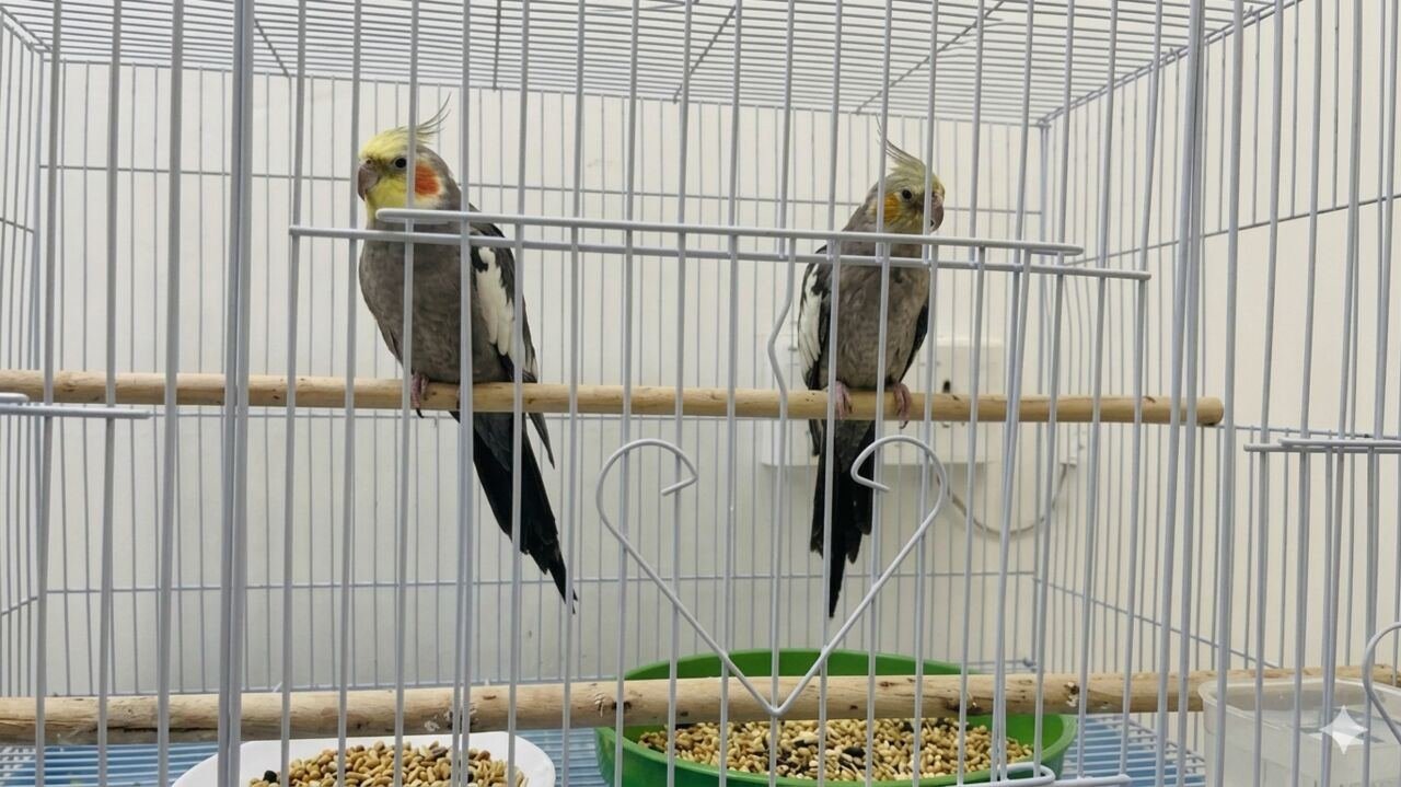 SAR 450, Cockatiel Pair