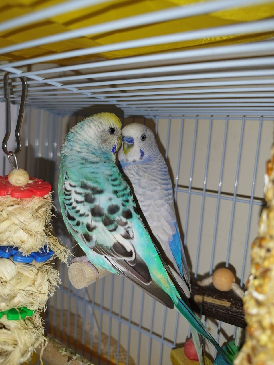 SAR 150, Birds, Beautiful Budgie Pair For Sale