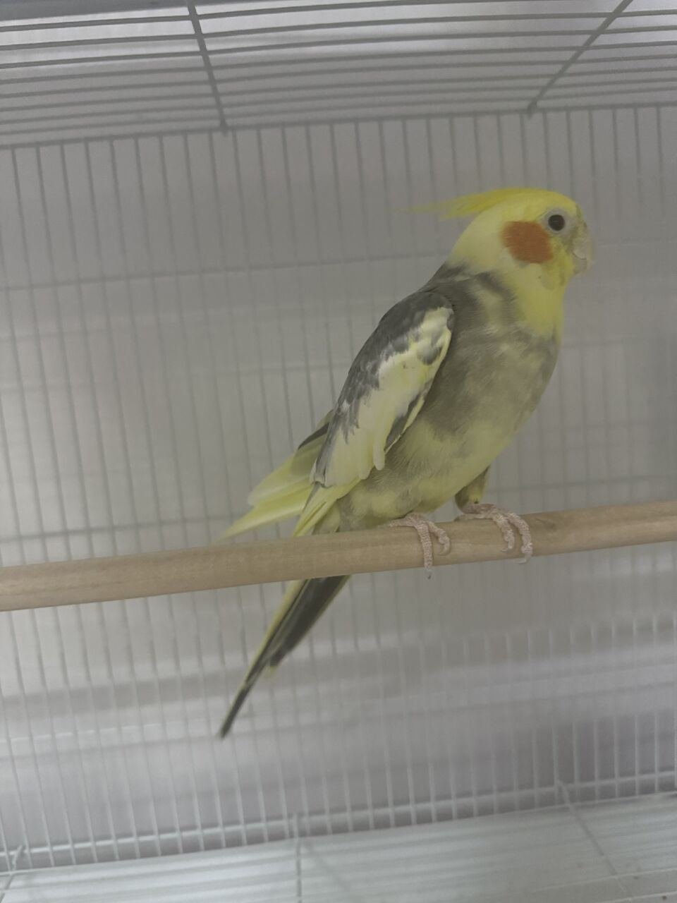 SAR 300, FEMALE COCKTAIL FOR SALE!!!