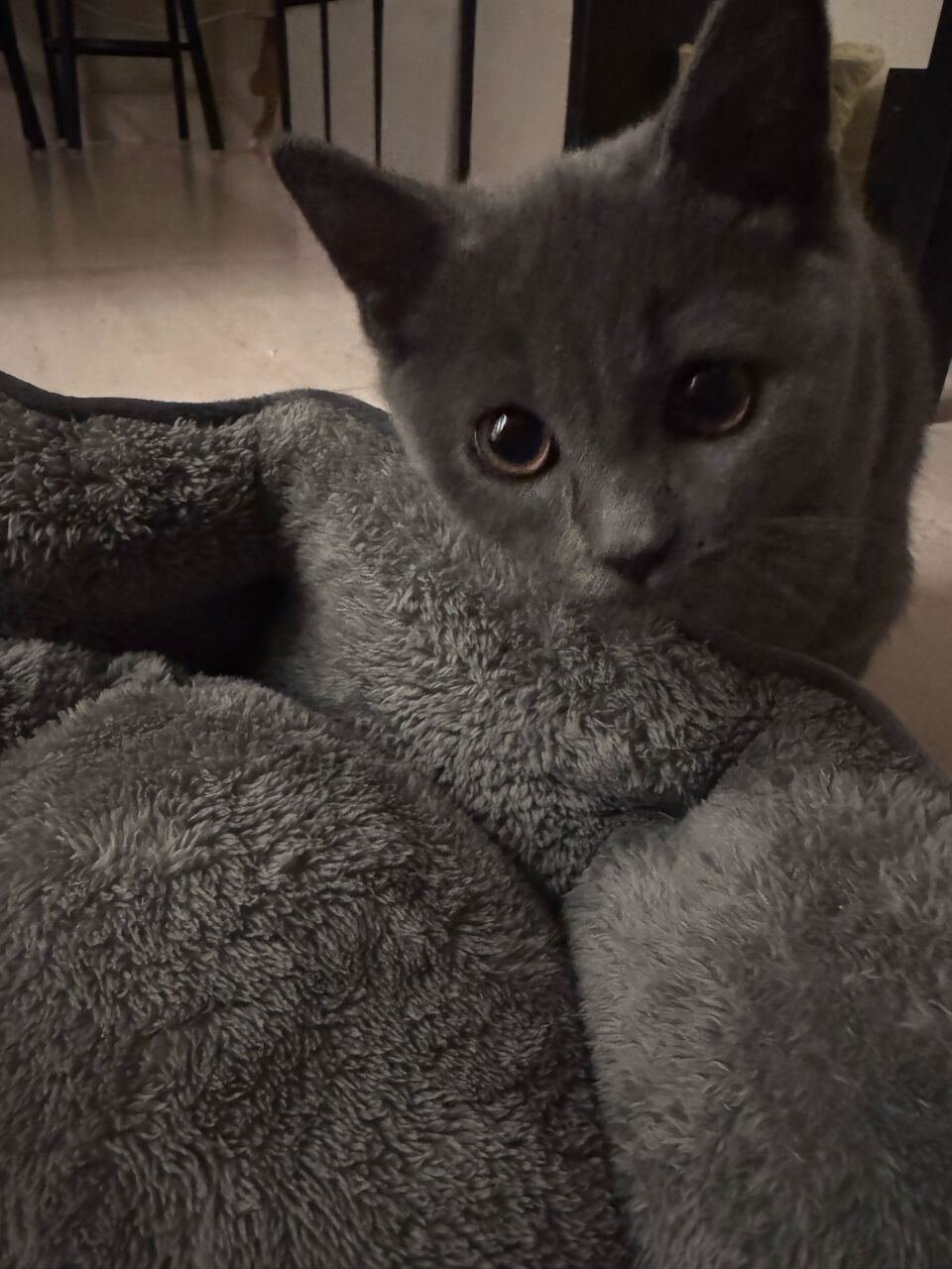 SAR 2000, Brittish Scottish Mix 3 Month Kitten For Adoption Plus Pet Supplies For Sale