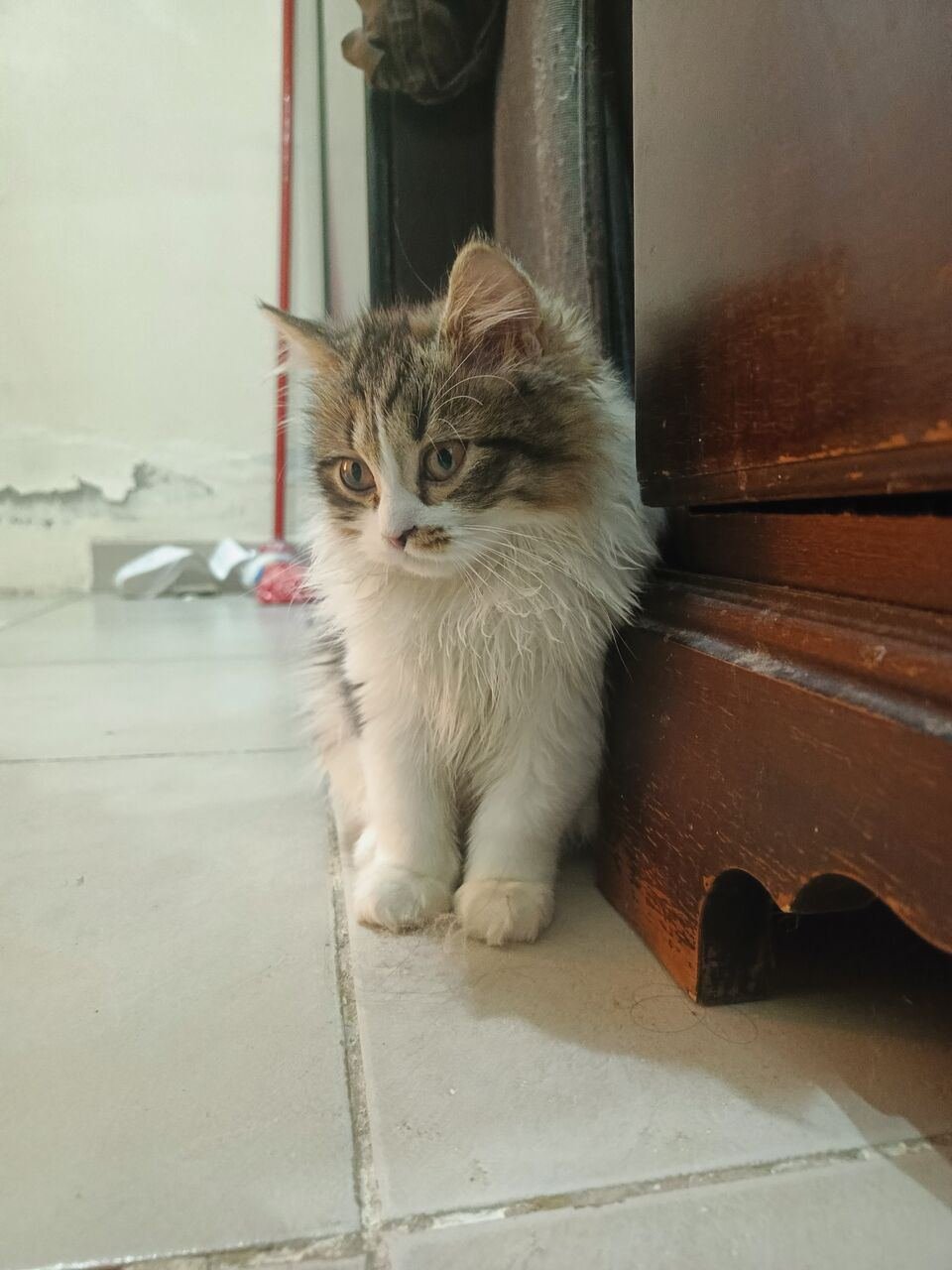 4 Months Kittens For Adoption For Free