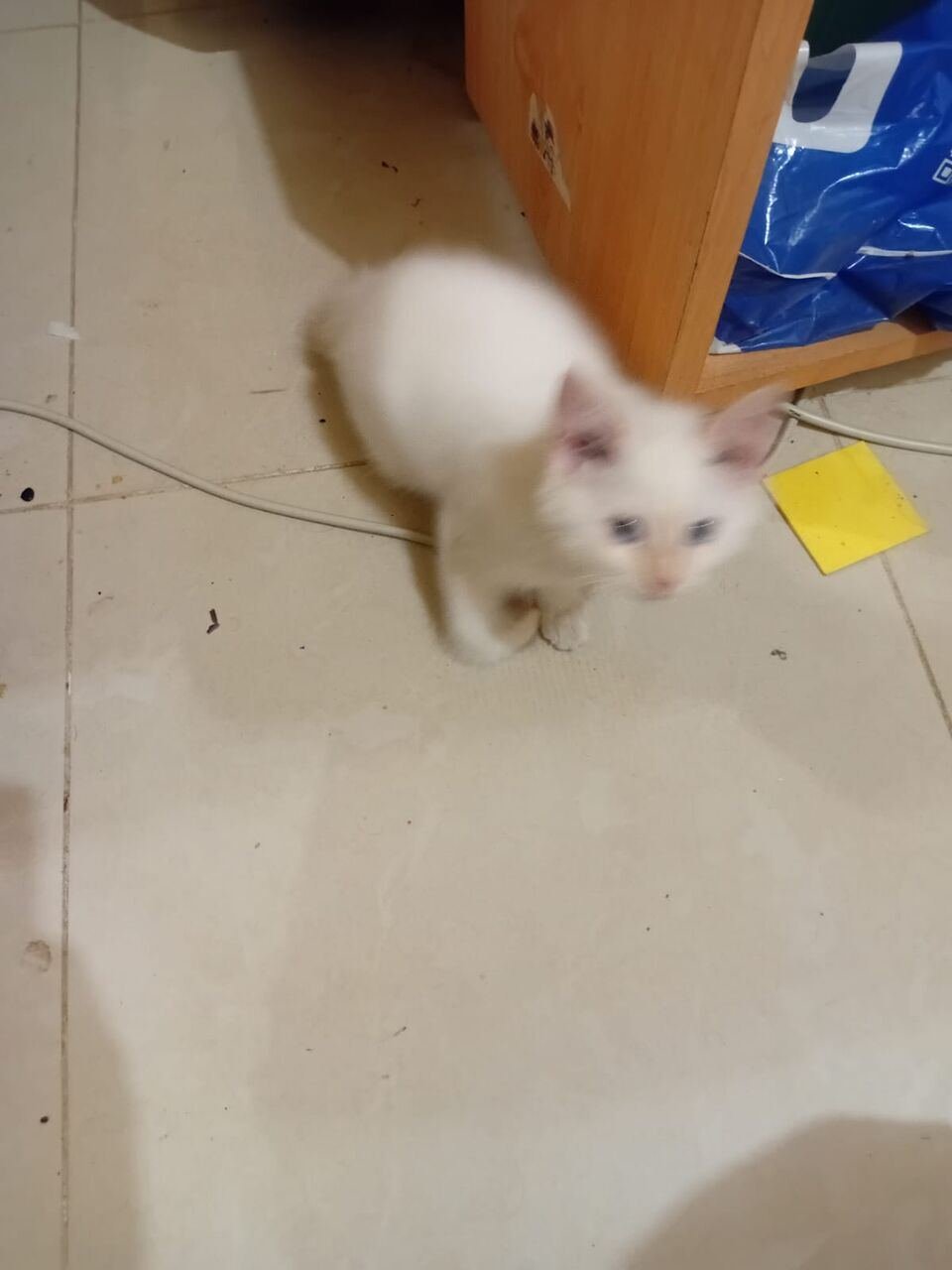 Kitten For Adoption