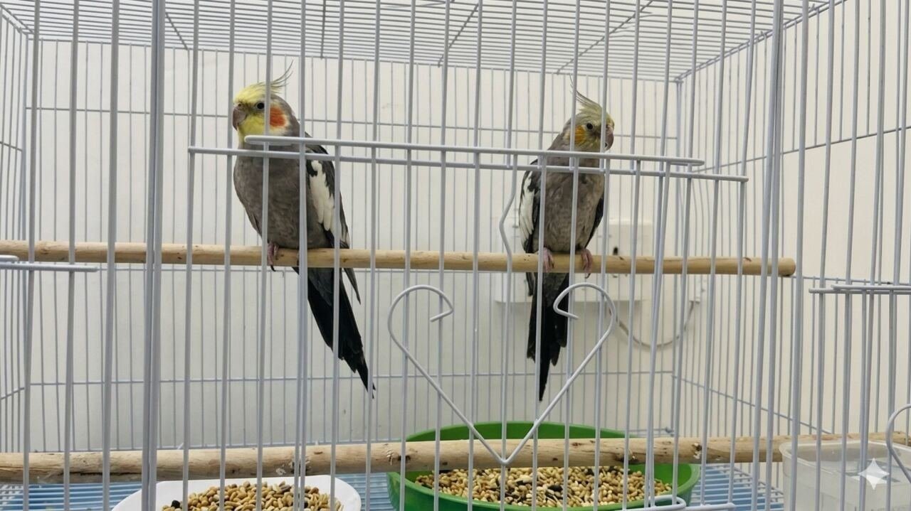 SAR 400, Cockatiel Pair