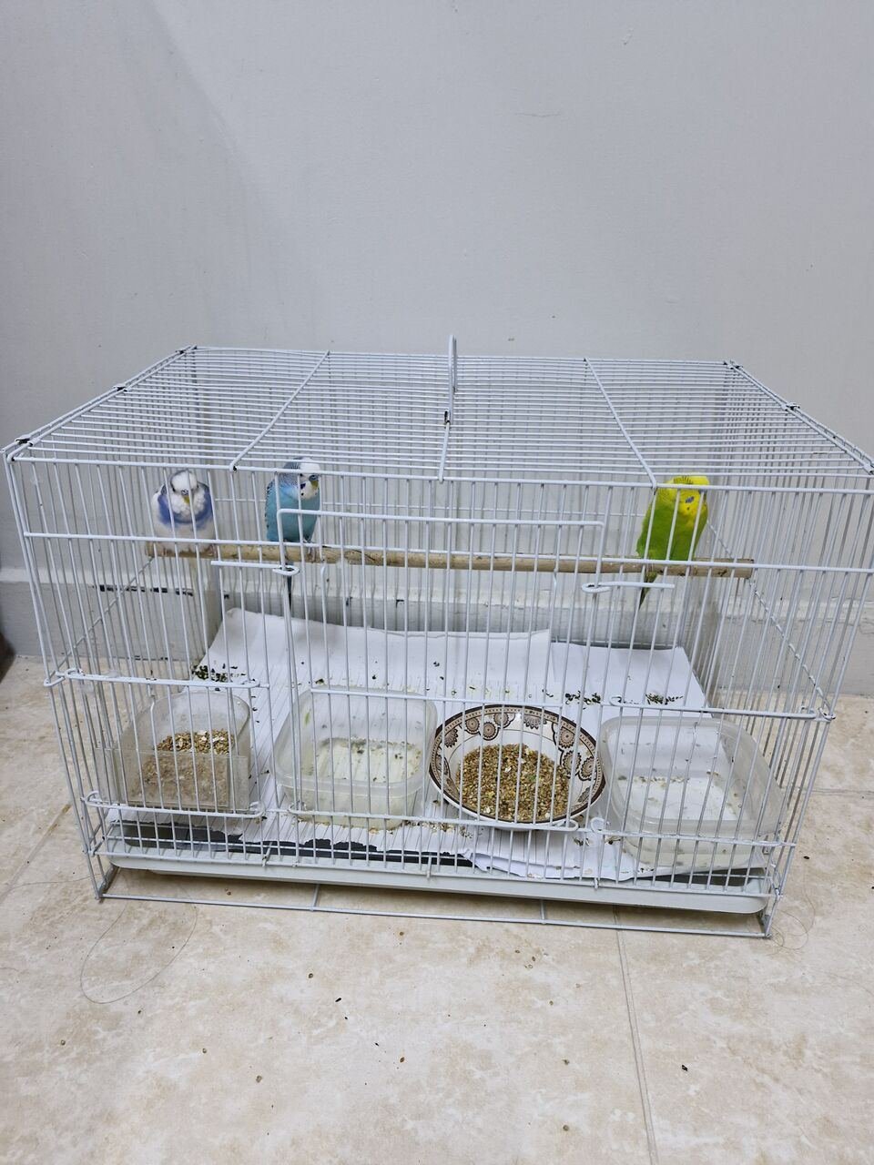 SAR 250, Budgies For Sale