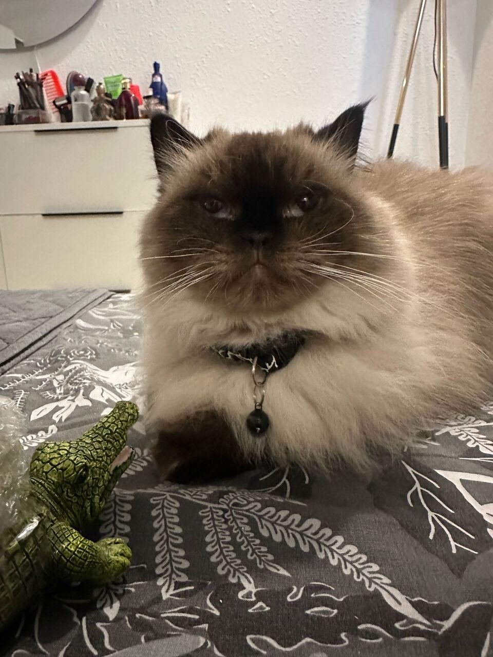 Pet Cat For Free