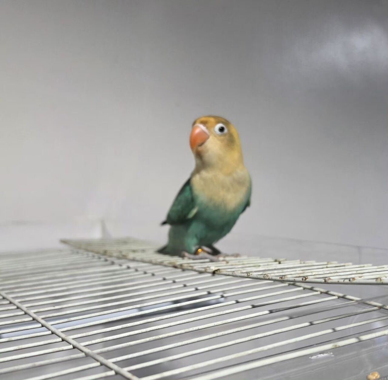 SAR 150, African Love Birds For Sale