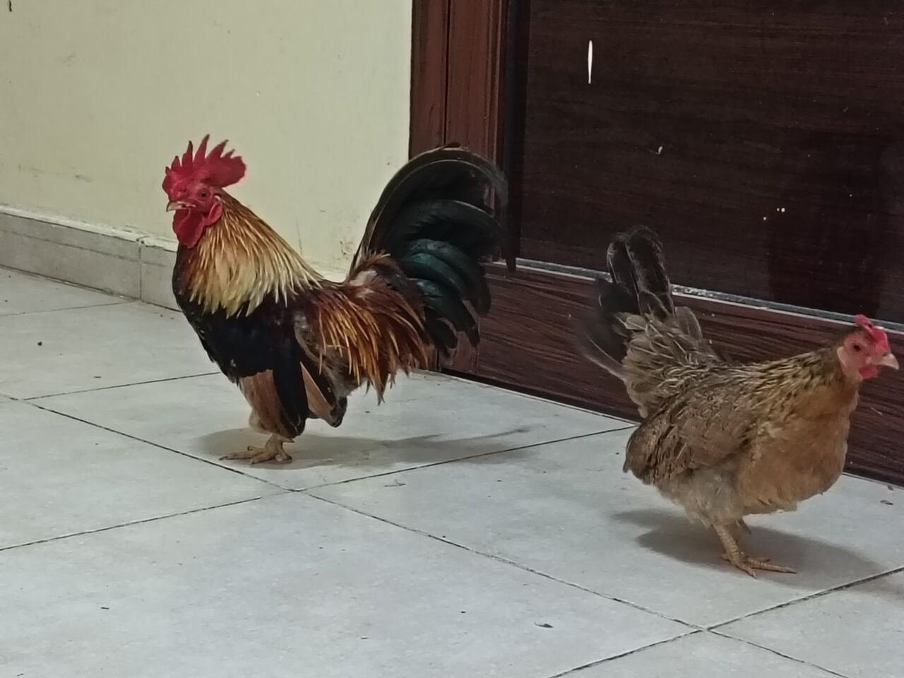 SAR 100, Fresh Country/Desi Chicken And Eggs Available