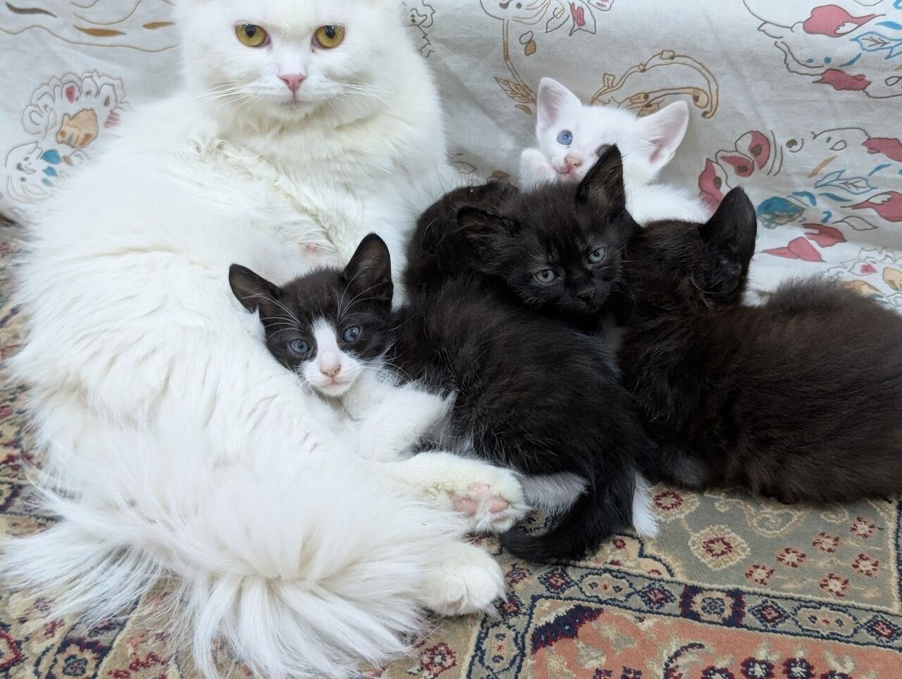 Cats Family For Adoption