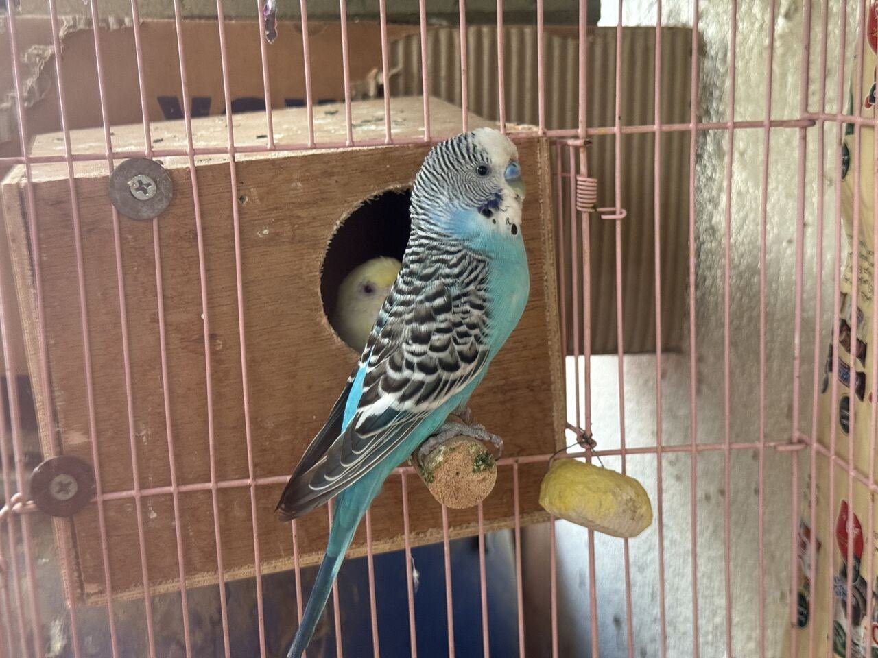 Beautiful Pet Birds Available For Birds Lover