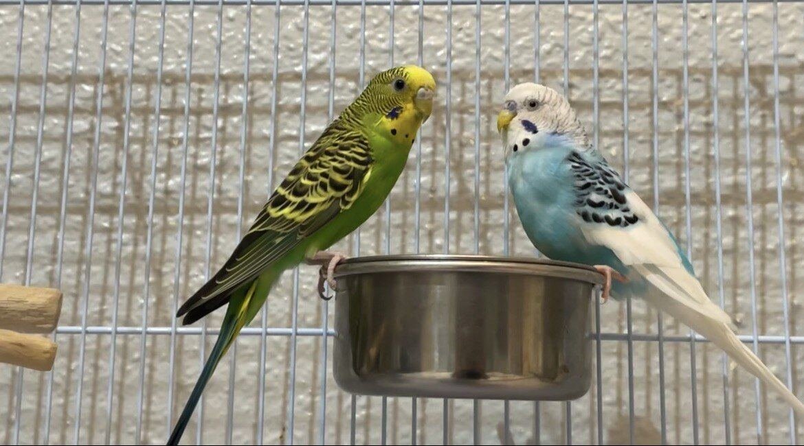 SAR 200, 3 Budgies, A Cage & Bird Accessories