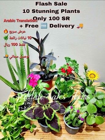 SR 100, Sale Bundle 10 Plants