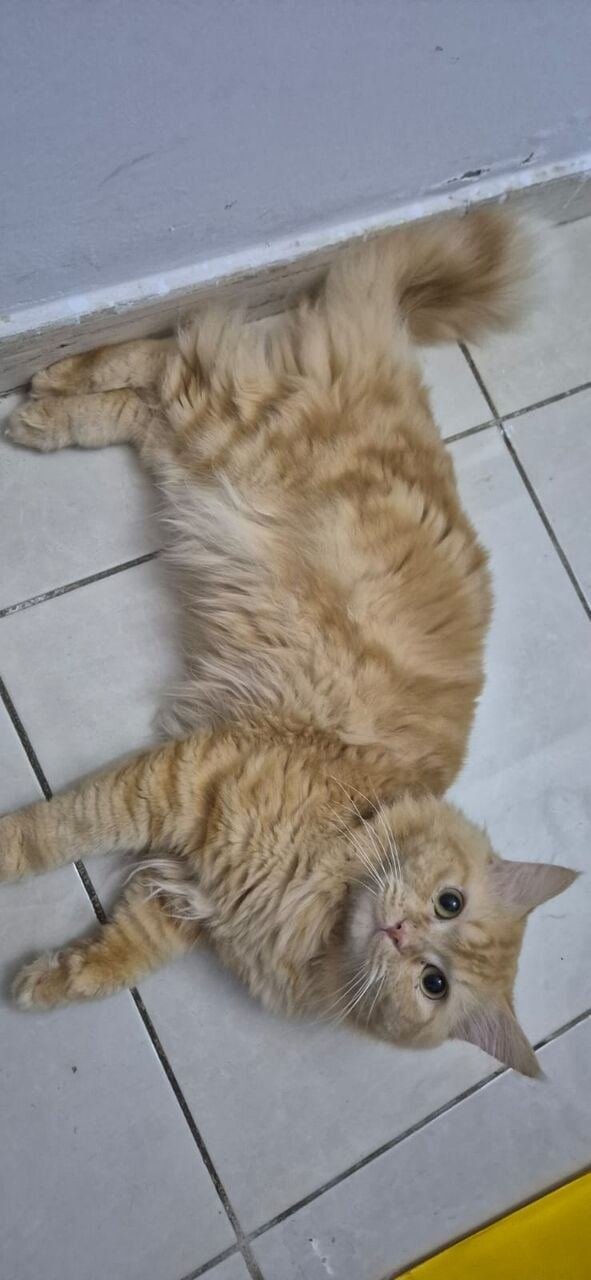 Persion Male Cats For Adoption - FREE