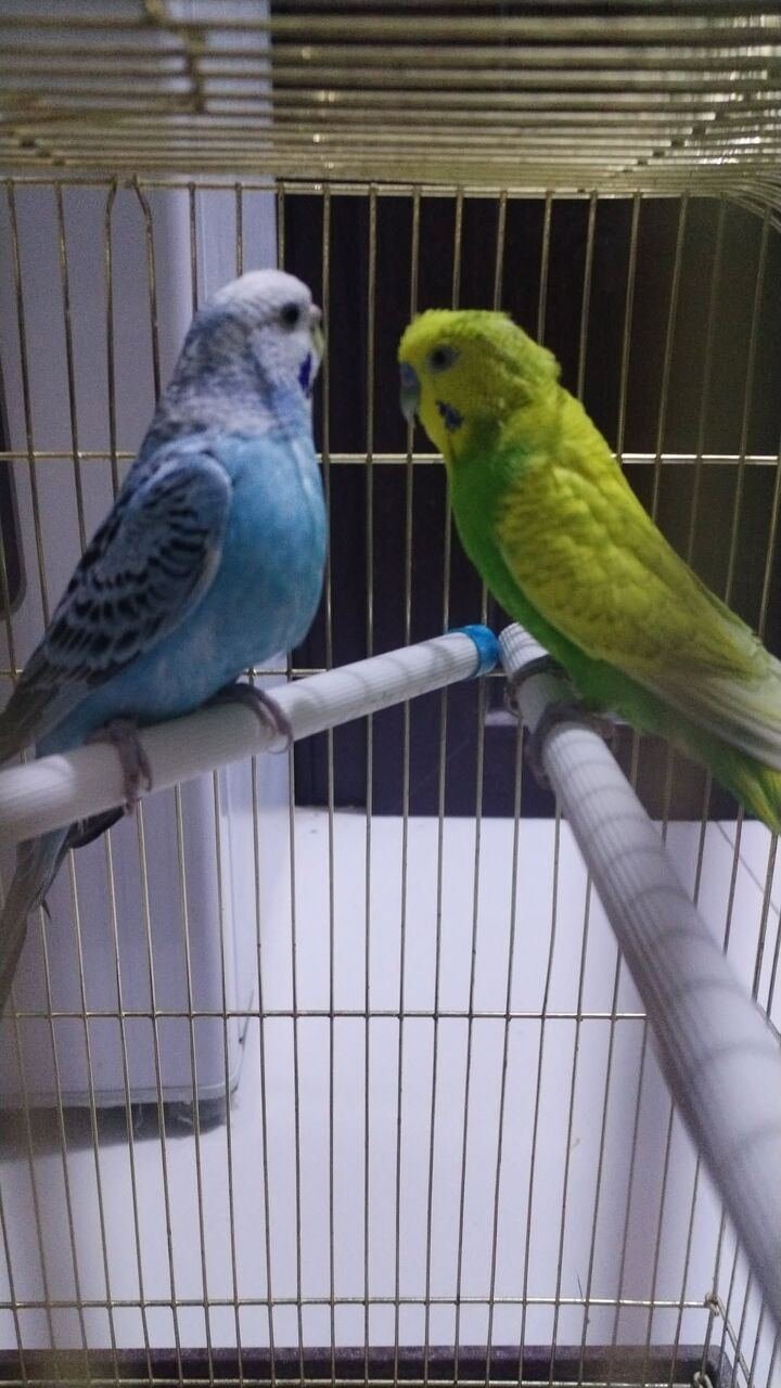 SAR 150, Budgies Pair With Cage