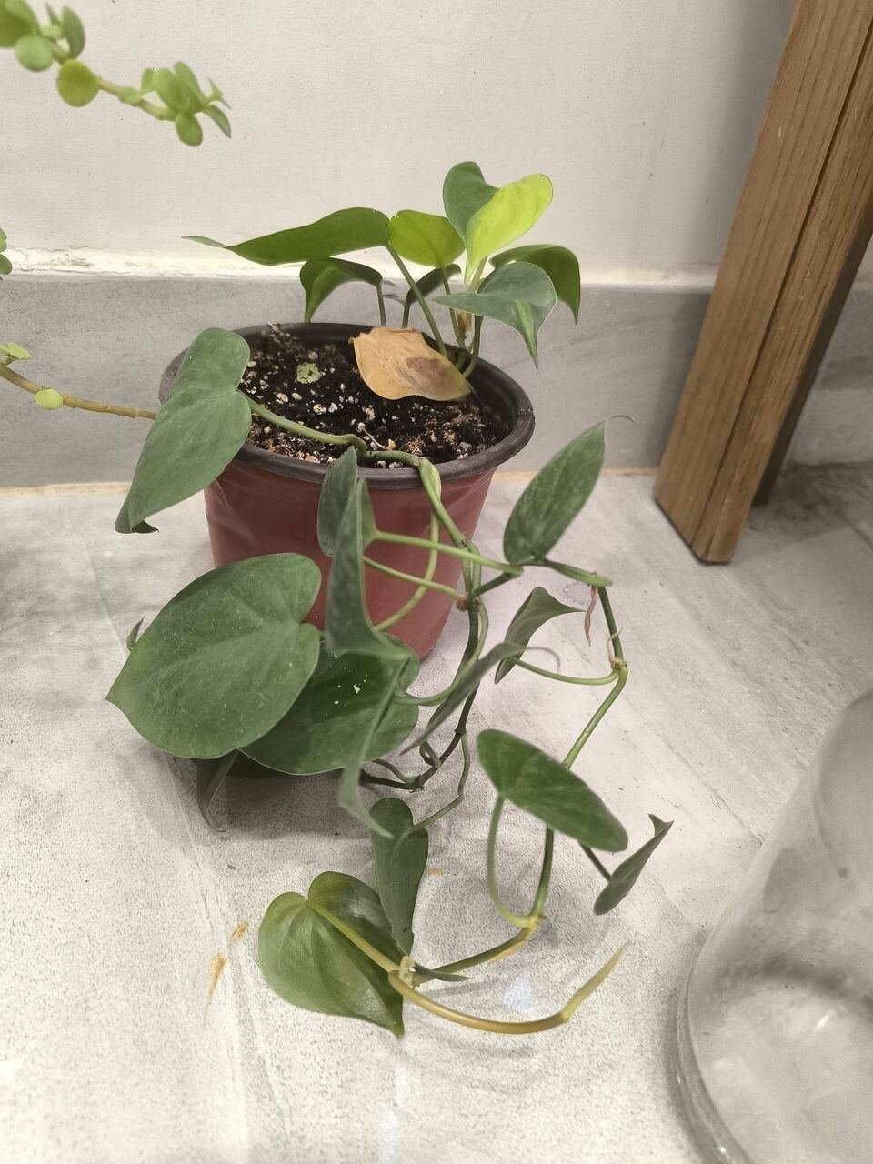 SAR 5, Plants For Sale –Home Indoor & Outdoor Plants