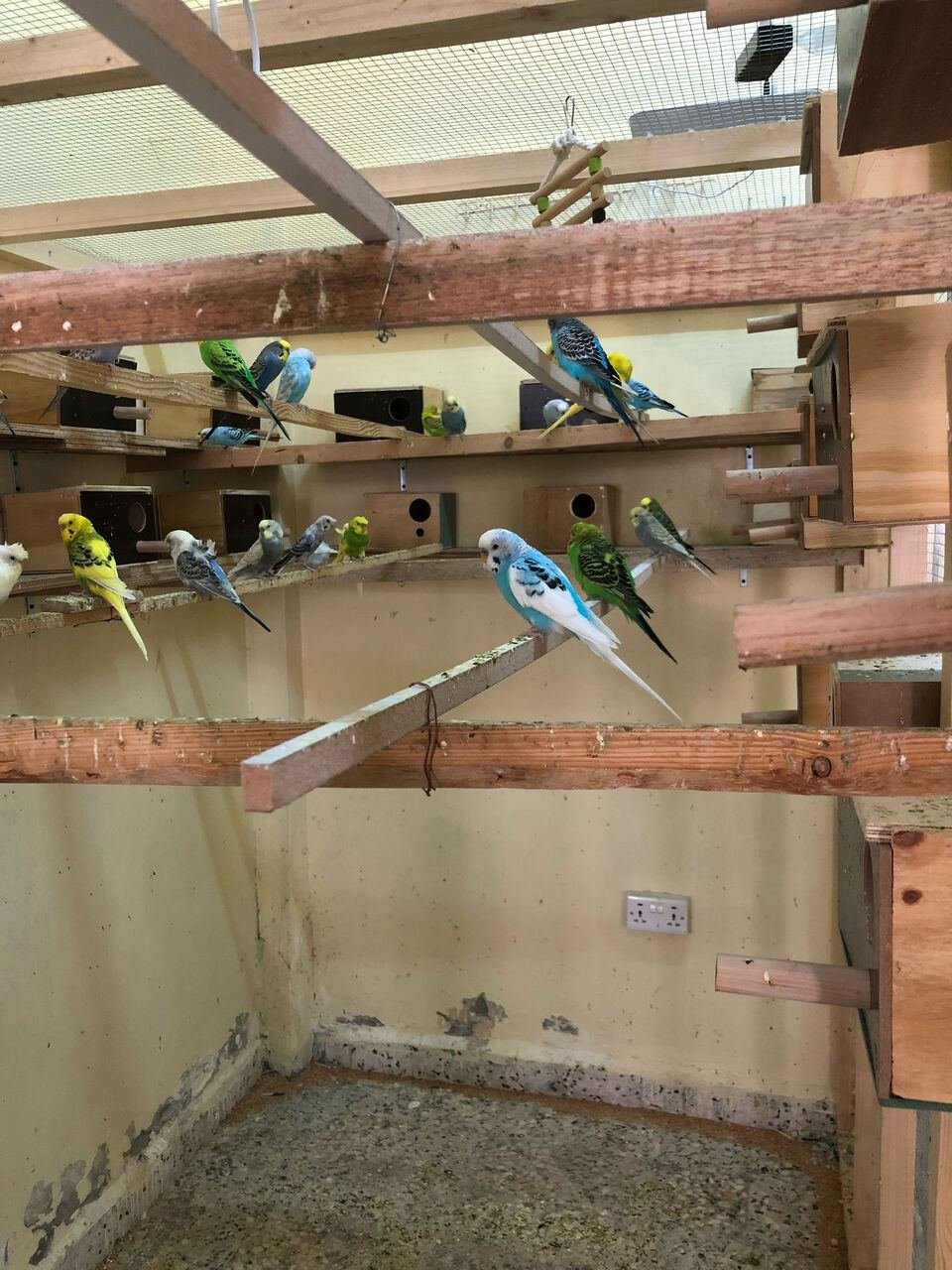 SAR 100, Budgies Bird Parrot For Sale