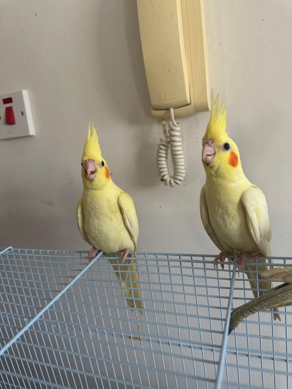 SAR 550, Young Cockatiel Pair For Sale – Hand-Raised, Healthy & Eating On Their Own
