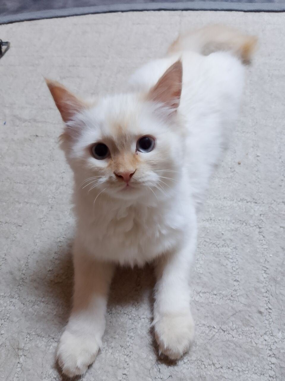2 Kittens For Free