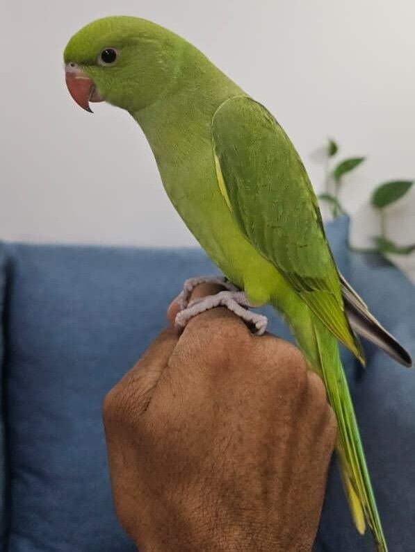 SAR 575, Healthy & Friendly 3-Month-Old Alexandrine Baby Parrot – Hand-Reared🦜