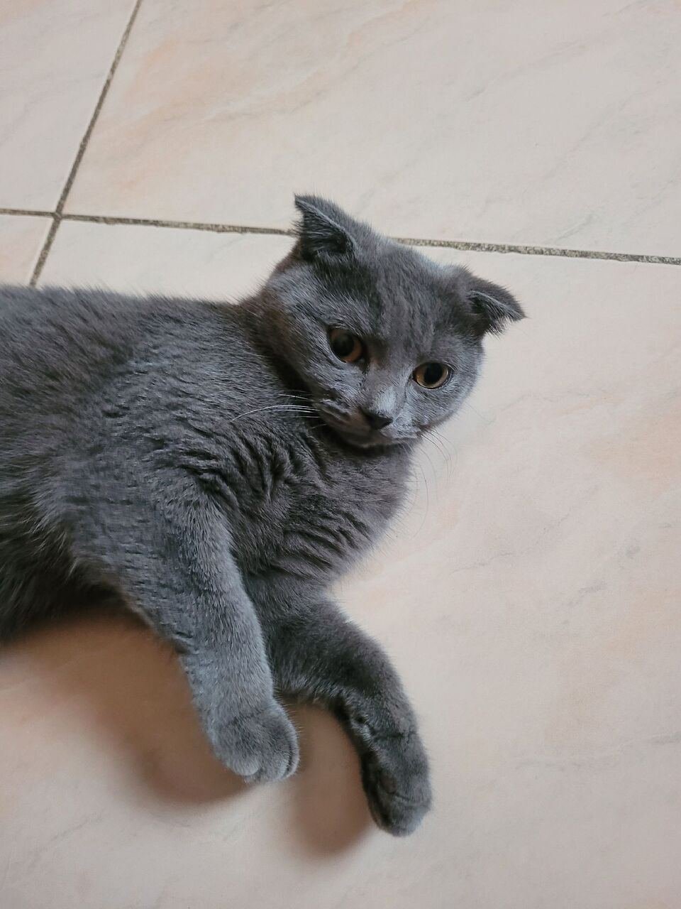 SAR 1200, Mr.Jasper (Scottish Fold Cat)