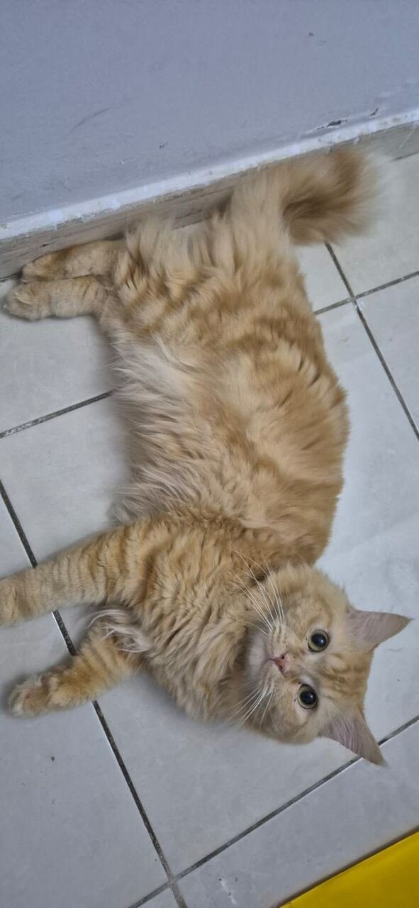 Persion Male Cats For Adoption - FREE