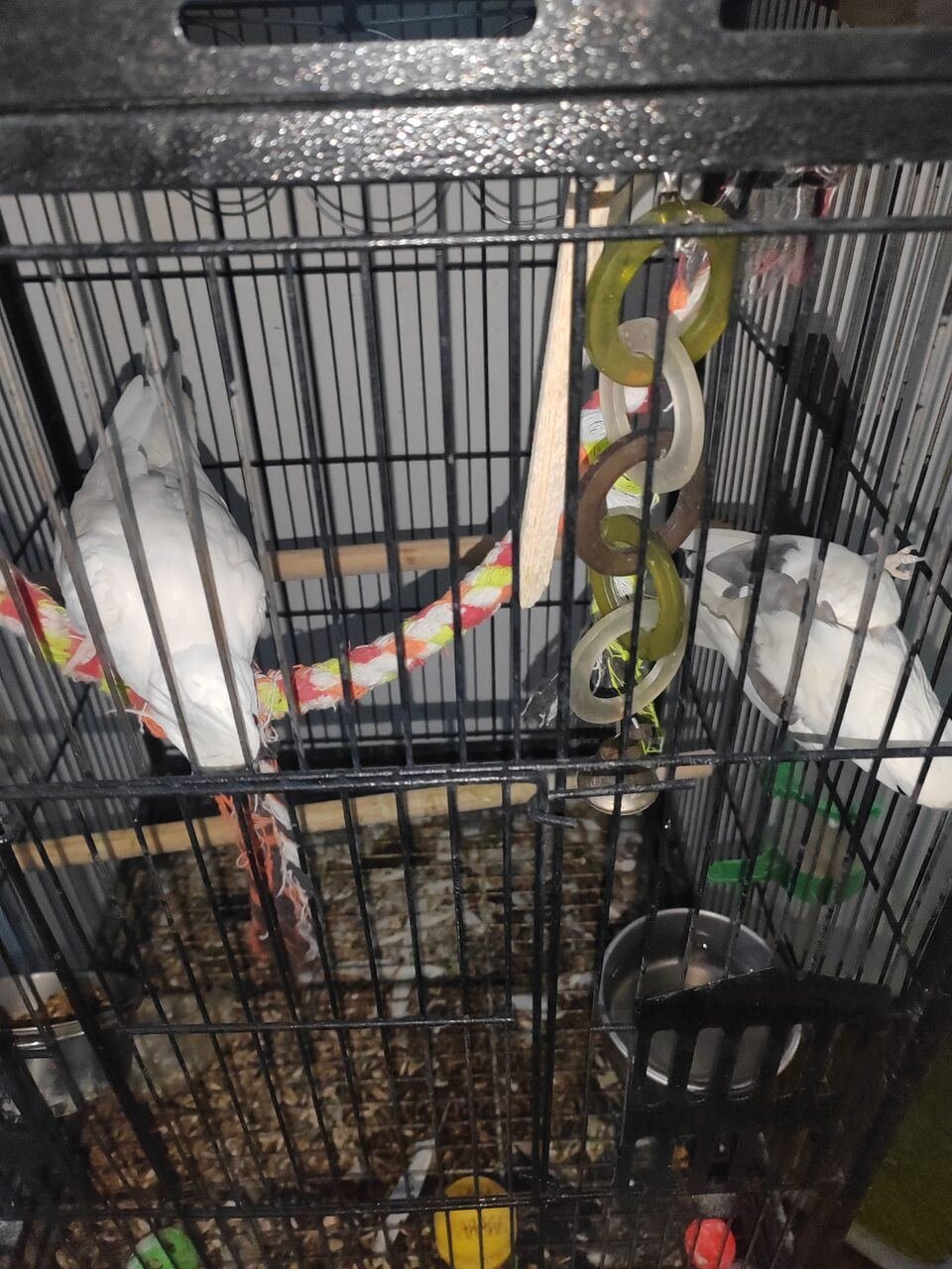 SAR 650, 2 White Cockatiels