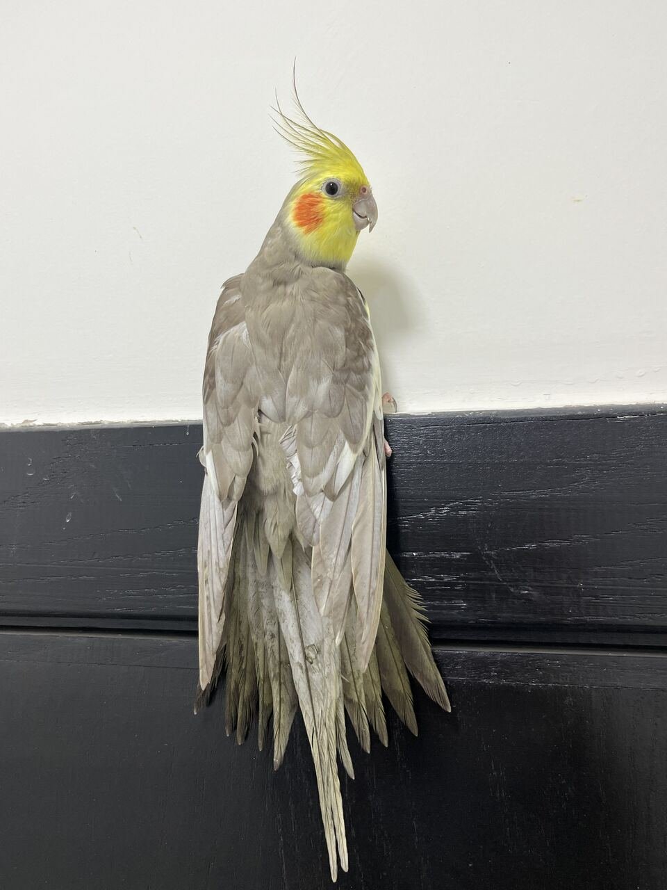 SAR 400, Beautiful Tamed Cockatiel For Sale