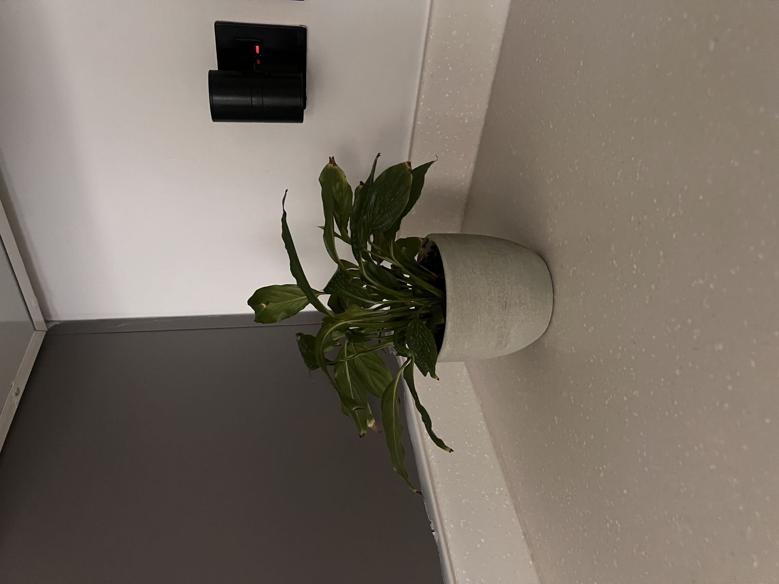 Plants
