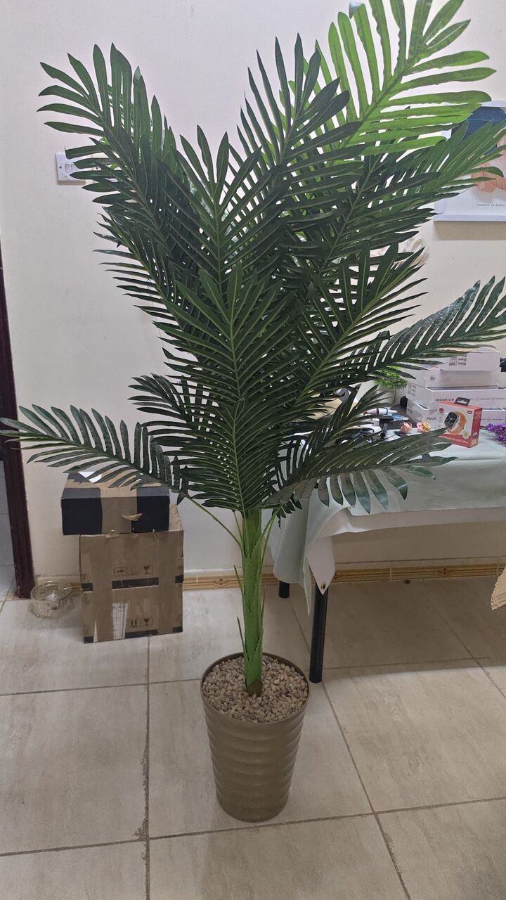 SAR 70, Plant For Sale