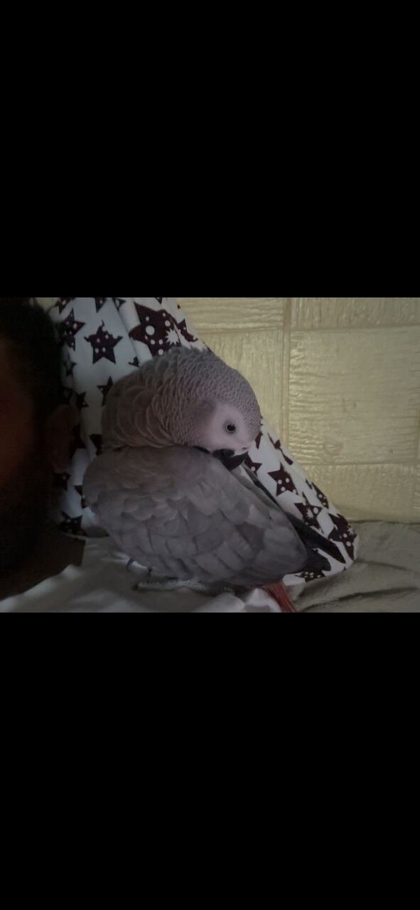 SAR 3200, African Grey Parrot For Sale – SAR 3,200