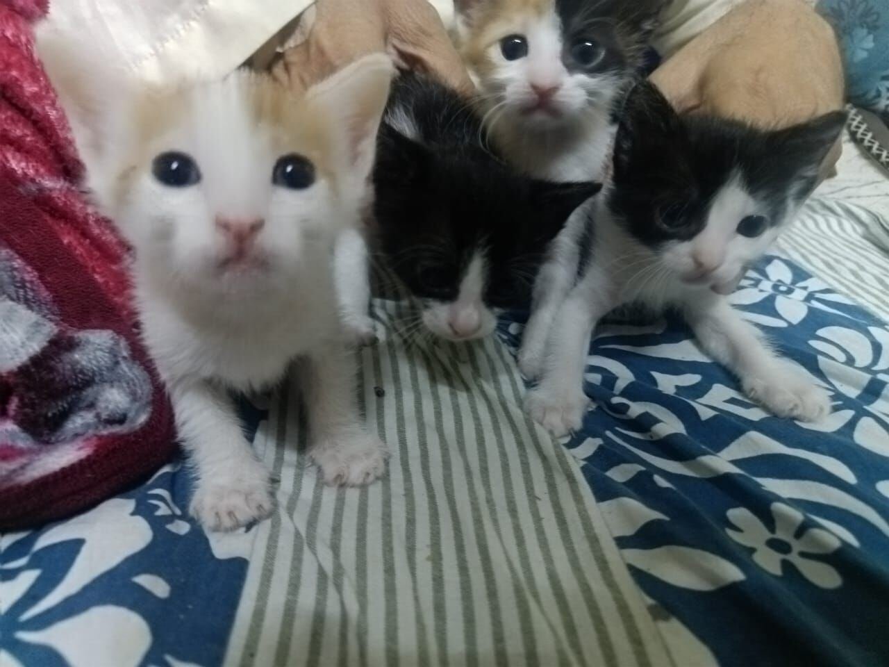 3 Cute Kittens Looking For Loving Homes – FREE