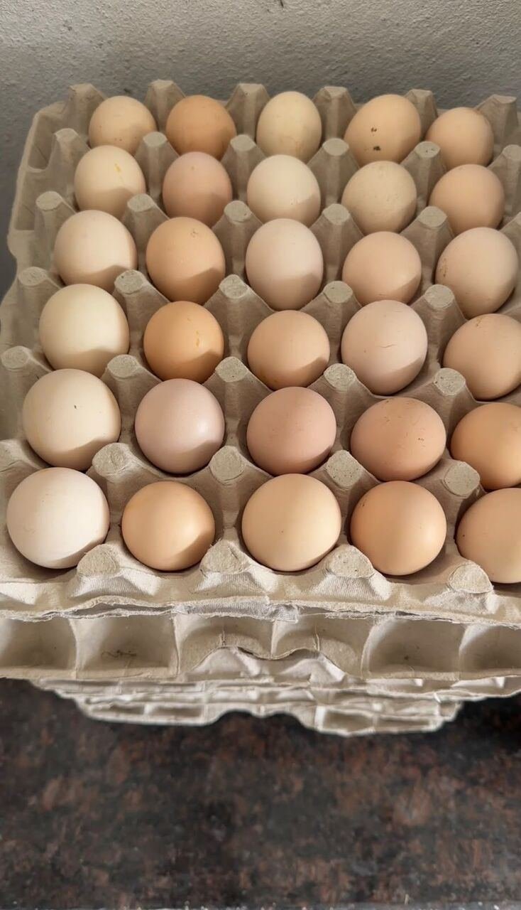 I Wanna Sell Fresh Eggs And Coconut Water