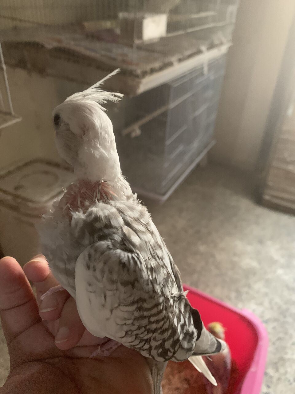 SAR 200, Cocktail Chicks For Sale