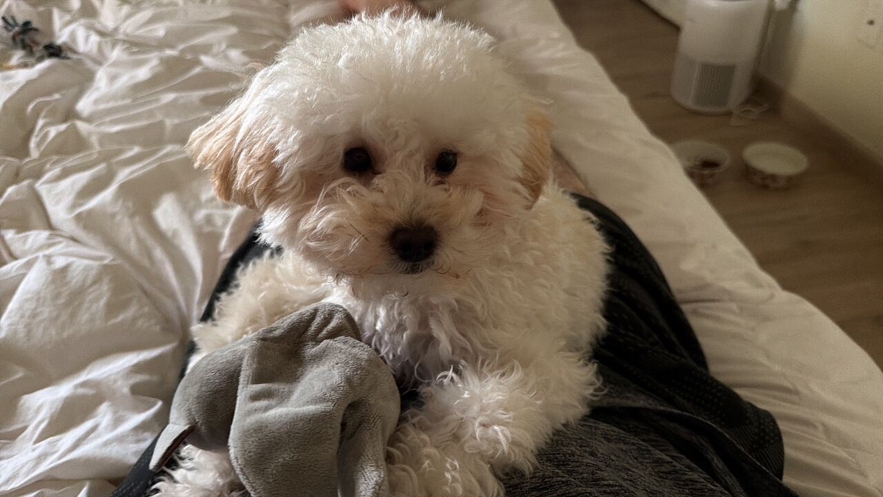 SAR 3000, Female Toy Poodle Puppy