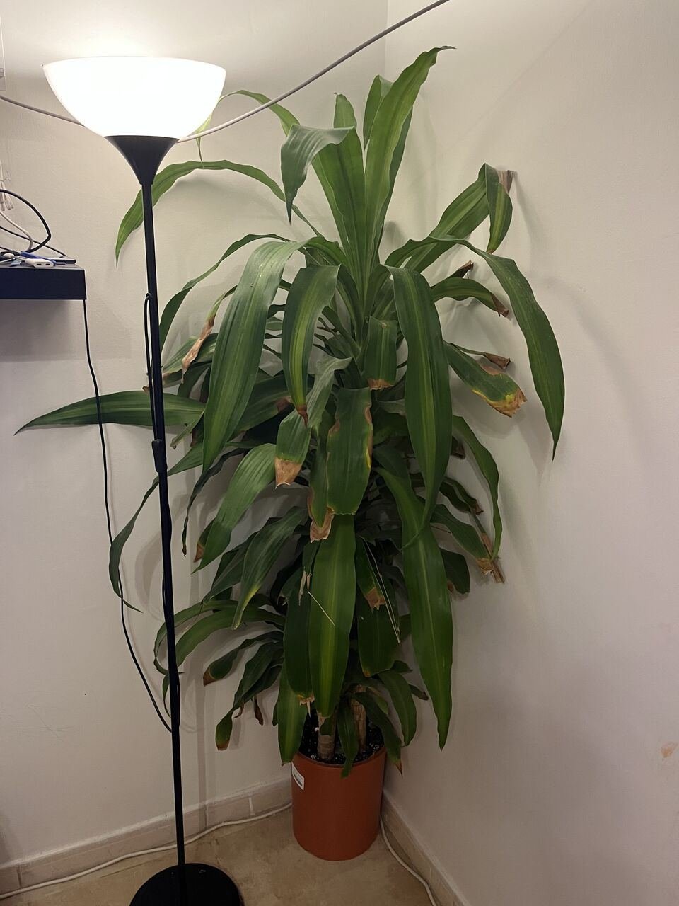 SAR 30, Indoor Plants