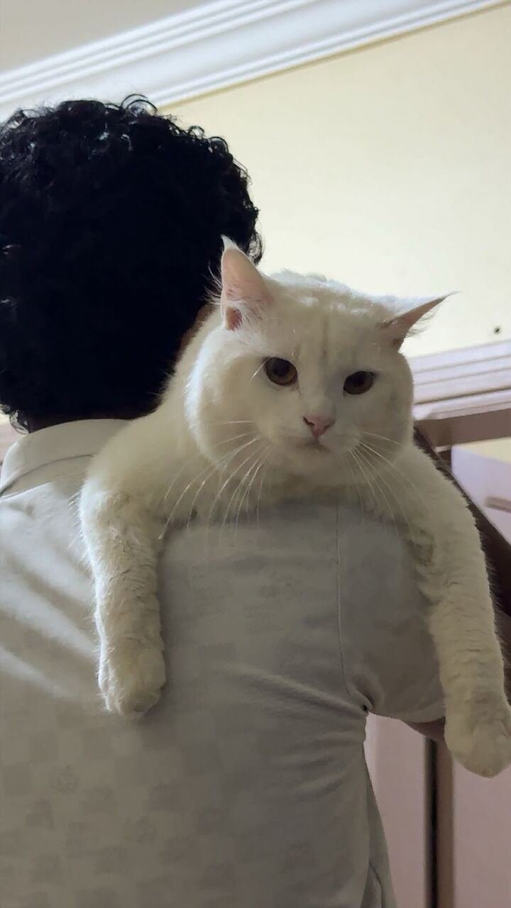 1y.o. Male Cat For Adoption