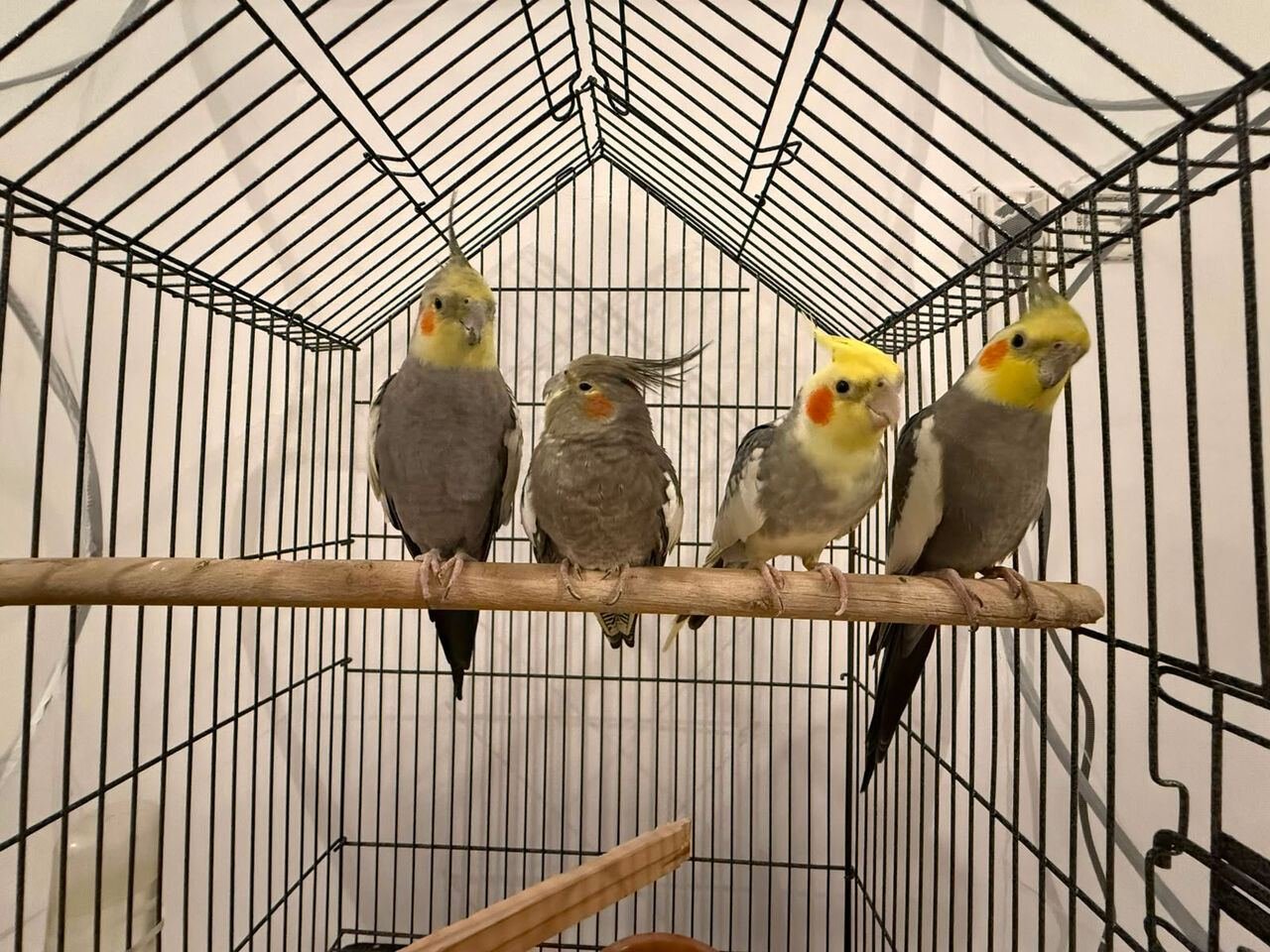 SAR 150, Cocktain Birds